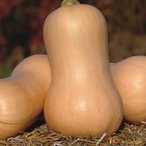 Тыква "Гитара"