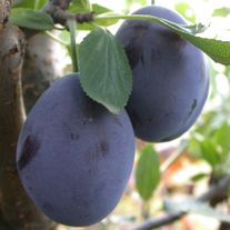 Слива стенлей