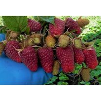 Отпрыски малины сорта Карнавал