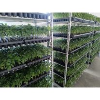 Привитая рассада томата