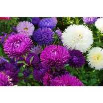 Астра Бамбина Вайт