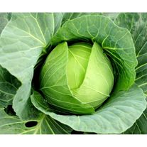 Капуста белокочанная