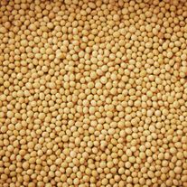 Семена горчицы яровой ВНИИМК, сорт Алиса