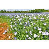 Лен масличный на пищевые цели