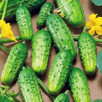 Огурец Родничок