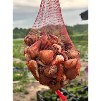 50 луковиц тюльпана (микс)