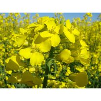 Семена рапса Элвис