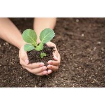 Капуста белокочанная "Харьковская зимняя" (рассада)