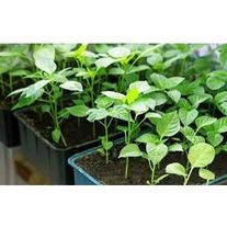 Перец сладкий (рассада в ассортименте)