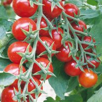 Томаты черри сорта «Золотинка»