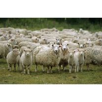 МРС - Овцы
