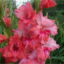 Луковицы гладиолуса "Малика" (розовый) 3-4 см