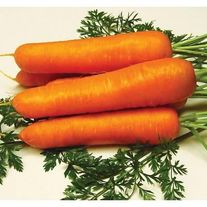 Морковь сорта "Лакомка"