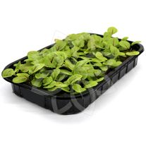 Щавель красножильный (Микрозелень)