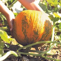 Масличная тыква Беппо