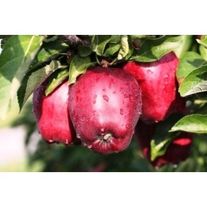 Сорт яблок "Делишес"