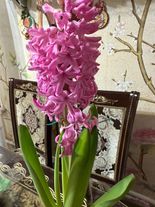 Гиацинт горшечный