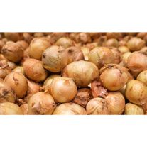 Лук репчатый