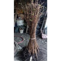 Фундук Черкесский