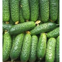 Огурец, сорт "Герман"