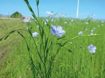 Семена льна, сорт КАОЛИН РС1, ЭС