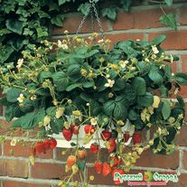 Семена Клубника F1 Домашний Деликатес 10 штук семян Русский Огород