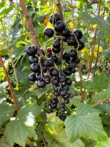 Черная смородина