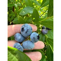 Голубика дюк