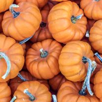 Тыква мускатная