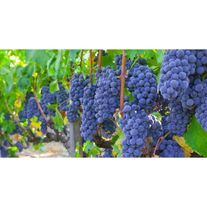 Виноград "Изабелла"