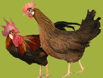 Инкубационное яйцо "Итальянская куропатчатая"