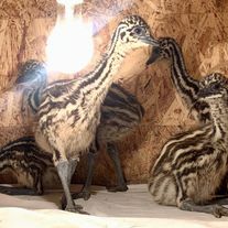 Австралийские страусята Эму