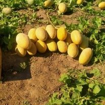 Дыня Дакаро F1