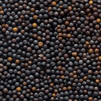 Семена рапса ярового ВНИИМК, сорт Таврион