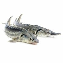 Осетрина мороженая