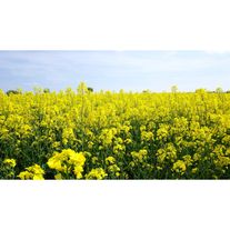 Рапс "Юбилейный"