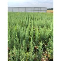 Хвойные растения