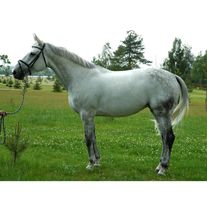 Лошадь Буденновская