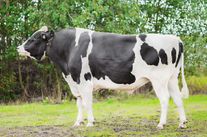 Семя быка Морс 20416