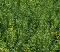 Горчица белая Бэлла РСт