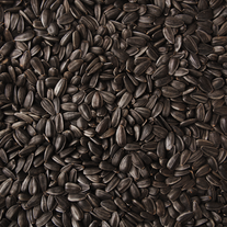 Семена подсолнечника ВНИИМК, гибрид Лаврус