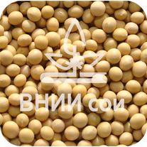 Соя "Статная"