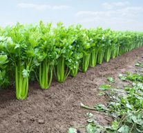 Семена сельдерея черешкового Танго