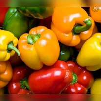 Перец болгарский