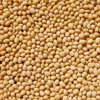 Соя, сорт ГЛ Мелани