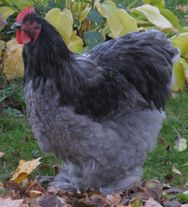 Инкубационное яйцо "Кохинхин черный"