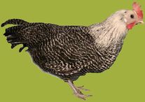 Инкубационное яйцо "Брекель серебристый" (Бельгия)