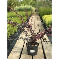 Барбарис оттавский Superba