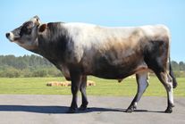 Семя быка Дастер 390