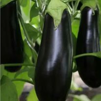 Баклажан Галинэ F1